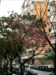 Cherry Blossom in Lane 43, Sanmin Road, Taipei 20180225ia