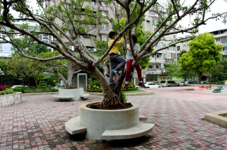 Children Climbing Banyan in Xinzhong Park 20141009