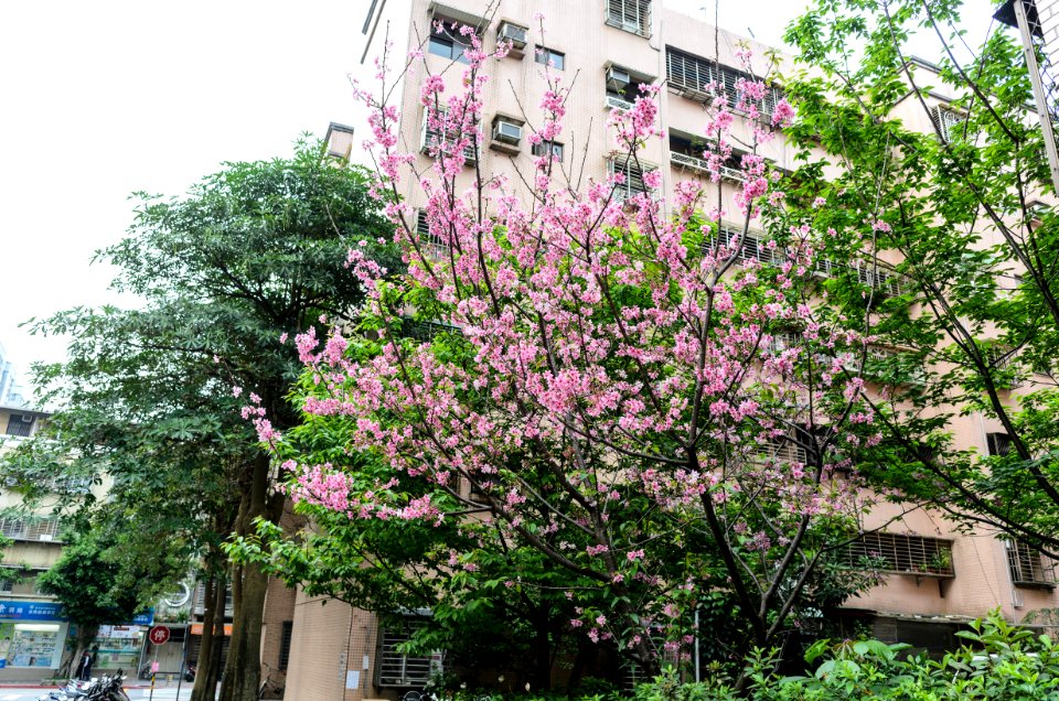 Cherry Blossom in Lane 72, Yanshou Street 20160405a2