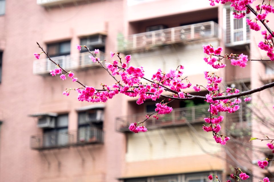 Cherry Blossom Twig Close up in Lane 74, Sanmin Road, Taipei 20150226