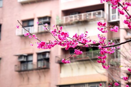 Cherry Blossom Twig Close up in Lane 74, Sanmin Road, Taipei 20150226 photo