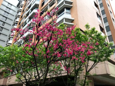 Cherry Blossom in Lane 43, Sanmin Road, Taipei 20180321ib
