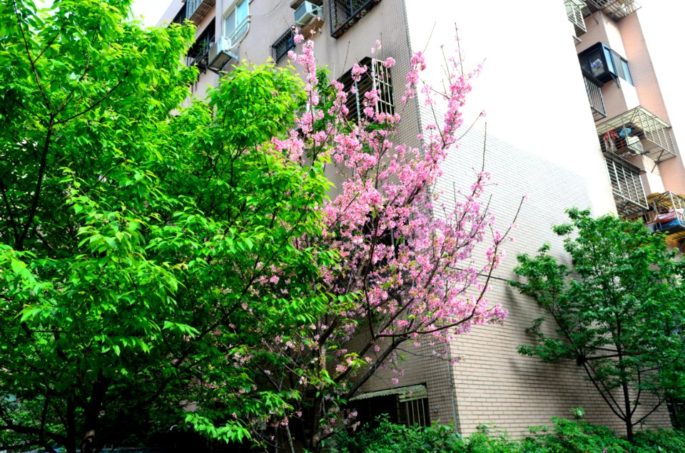 Cherry Blossom in Lane 72, Yanshou Street 20160405b