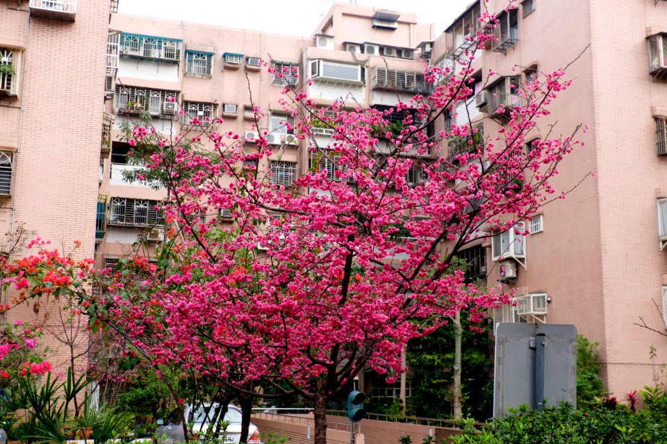 Cherry Blossom in Lane 74, Sanmin Road, Taipei 20150226c