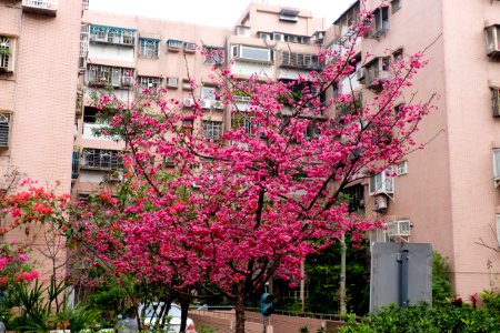 Cherry Blossom in Lane 74, Sanmin Road, Taipei 20150226c photo