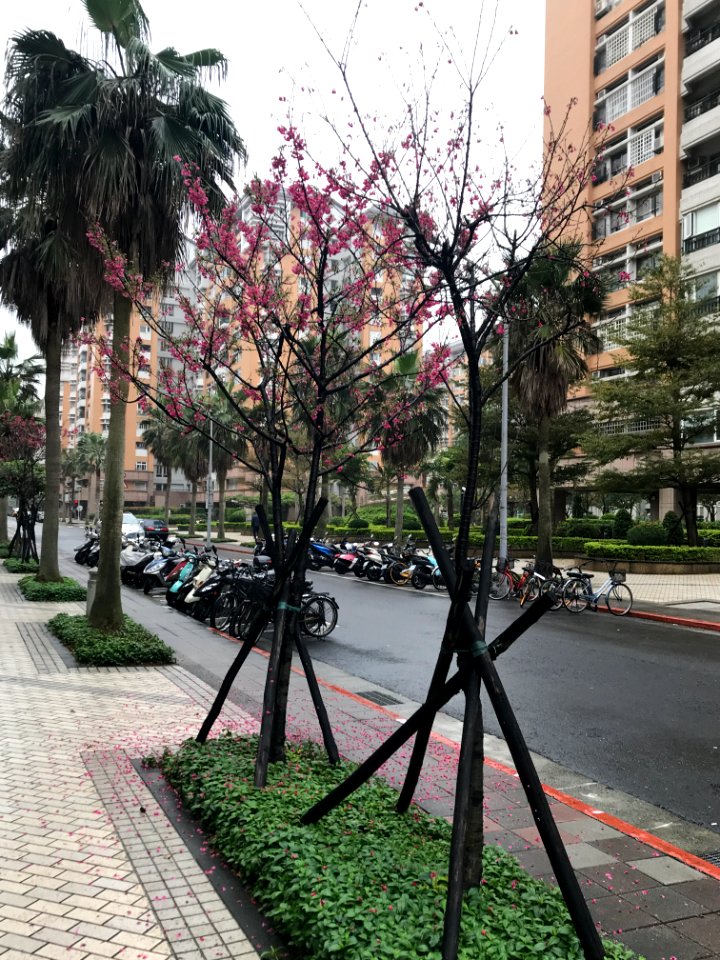 Cherry Blossom in Lane 43, Sanmin Road, Taipei 20180225