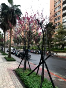 Cherry Blossom in Lane 43, Sanmin Road, Taipei 20180225