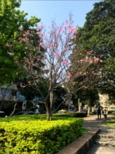 Cherry Blossom at Minsheng Park 20180318ia
