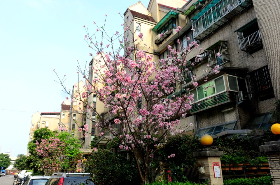Cherry Blossom in Alley 6, Lane 325, Jiankang Road, Taipei 20160405b
