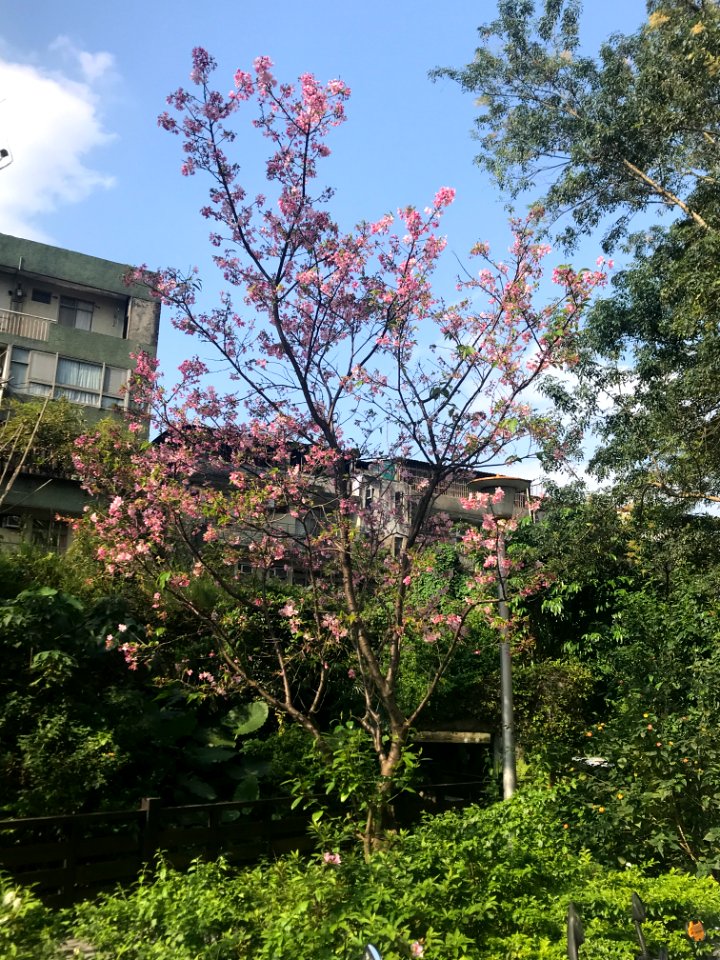 Cherry Blossom in West Area of Fumin Ecology Park 20180324a
