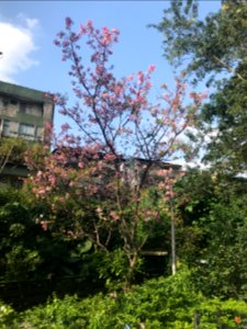 Cherry Blossom in West Area of Fumin Ecology Park 20180324a