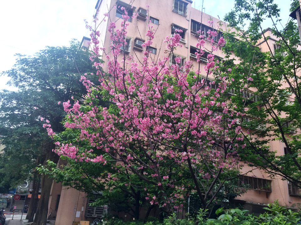 Cherry Blossom in Lane 72, Yanshou Street 20160405a