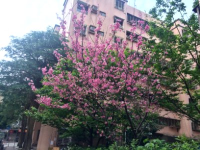 Cherry Blossom in Lane 72, Yanshou Street 20160405a