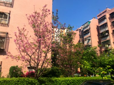 Cherry blossom in Lane 74, Sanmin Road, Taipei 20180324c