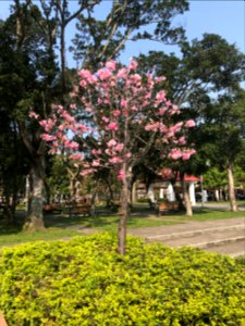 Cherry Blossom at Minsheng Park 20180318ib