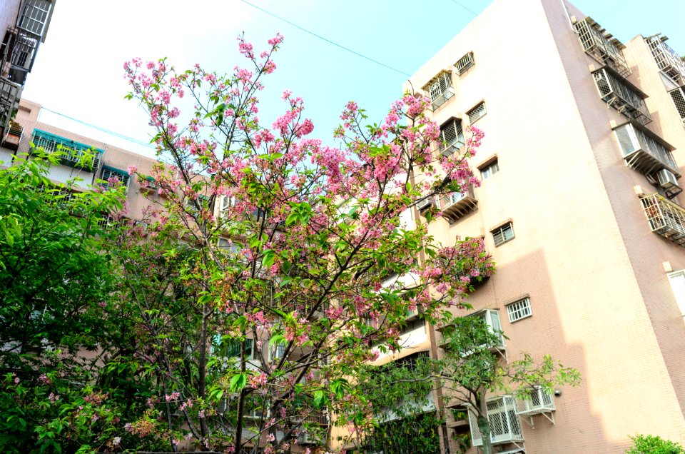 Cherry blossom in Lane 74, Sanmin Road, Taipei 20160405a