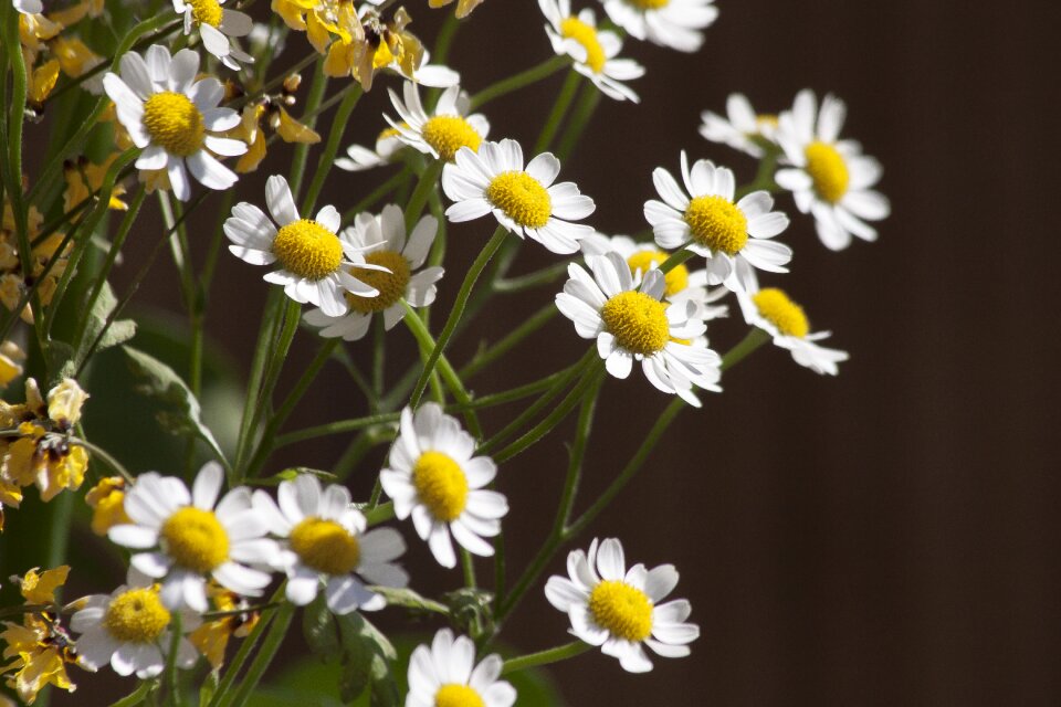 Plant medicinal plant nature