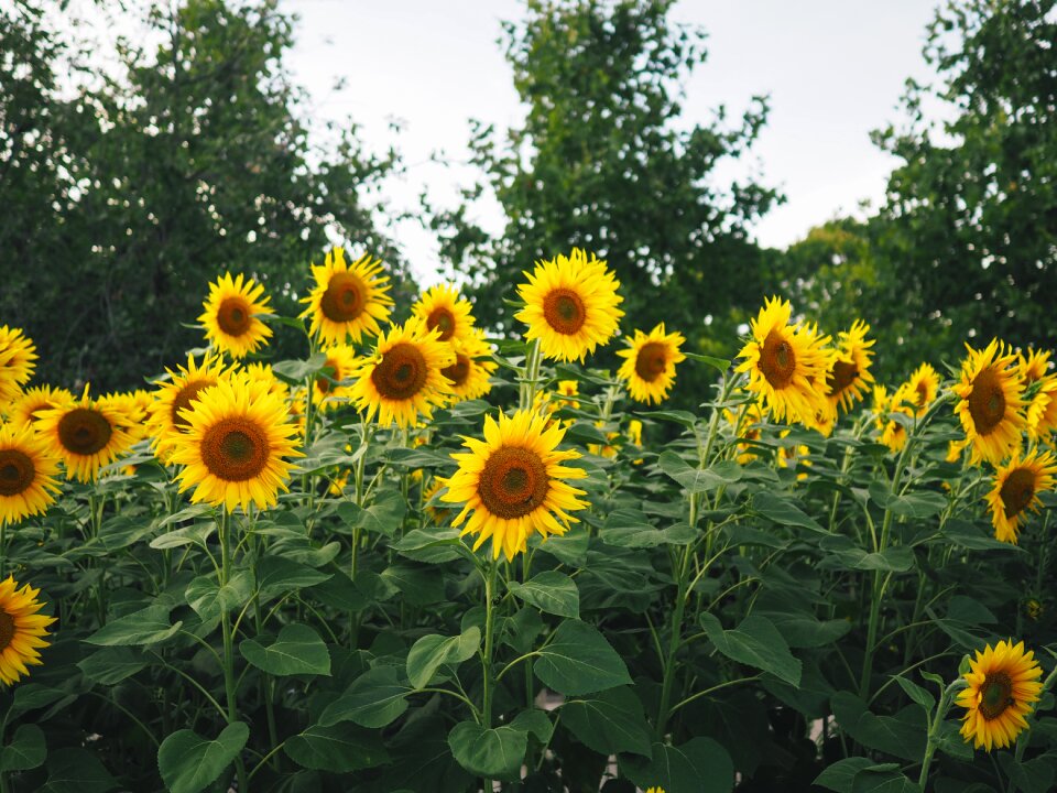 Field farm garden