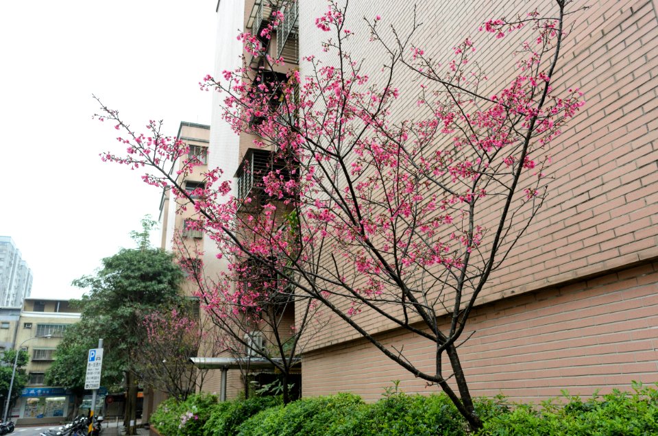 Cherry Blossom in Lane 72, Yanshou Street, Taipei 20170313b