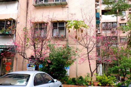 Cherry Blossom in Lane 74, Sanmin Road, Taipei 20150226b