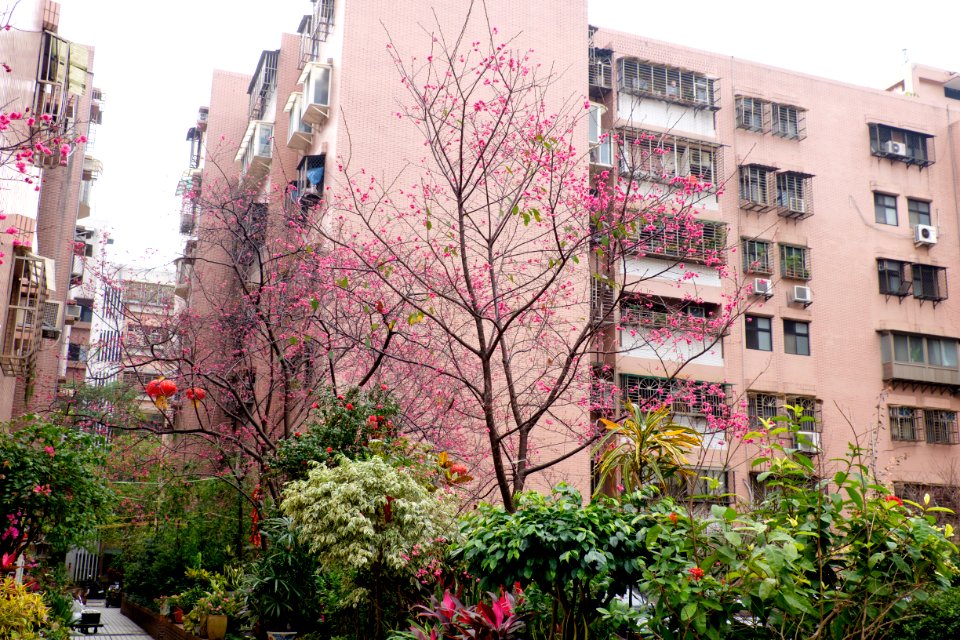Cherry Blossom in Car Park at Lane 74, Sanmin Road, Taipei 20150226b