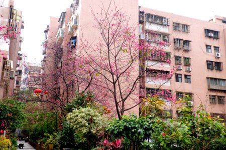 Cherry Blossom in Car Park at Lane 74, Sanmin Road, Taipei 20150226b photo