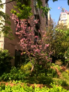 Cherry blossom in Lane 74, Sanmin Road, Taipei 20180324b