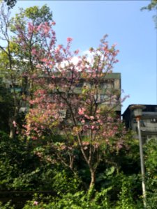 Cherry Blossom in West Area of Fumin Ecology Park 20180324b