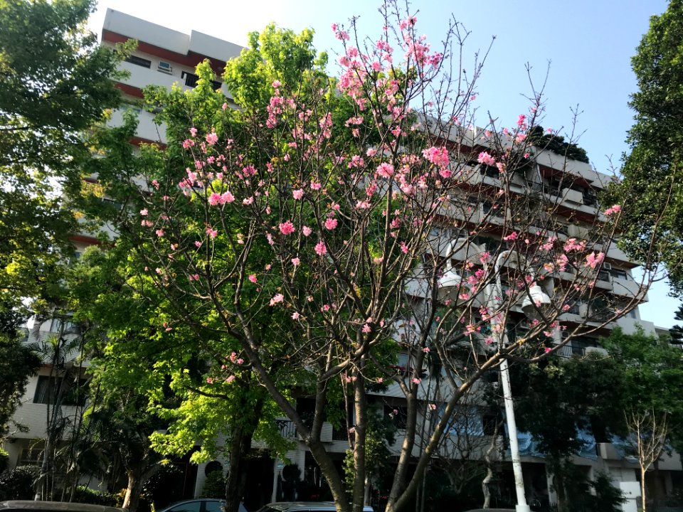 Cherry Blossom at Minsheng Park 20180318ic