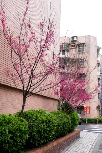 Cherry Blossom in Lane 72, Yanshou Street 20150226a