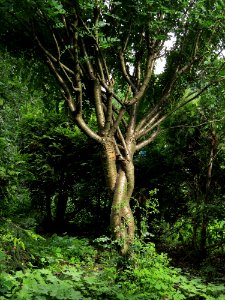 Caragana arborescens Syrets2