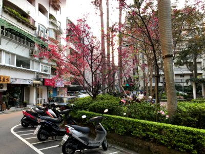 Cherry Blossom in No.2 Minyou Park, Songshan District, Taipei 20170401b