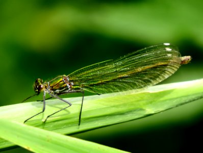 Calopteryx splendens Kiev photo