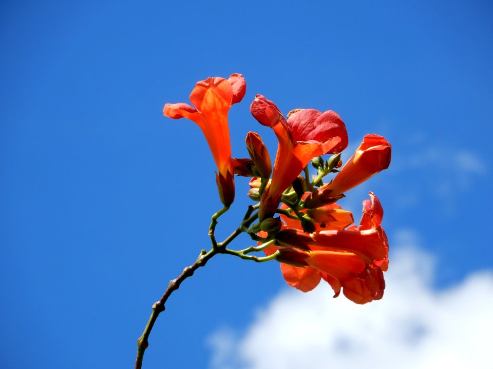 Campsis grandiflora, 4