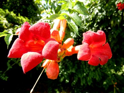 Campsis grandiflora, 1