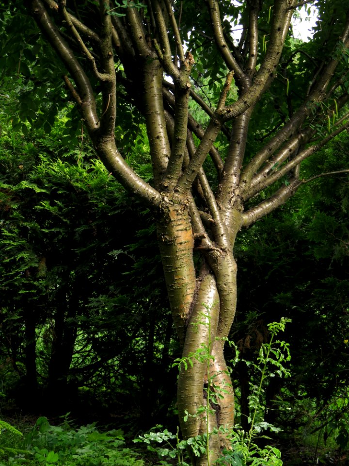 Caragana arborescens Syrets1