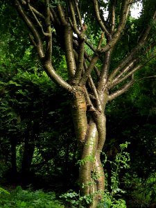 Caragana arborescens Syrets1