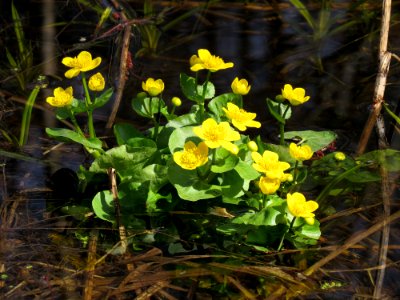 Caltha palustris Moshchun1