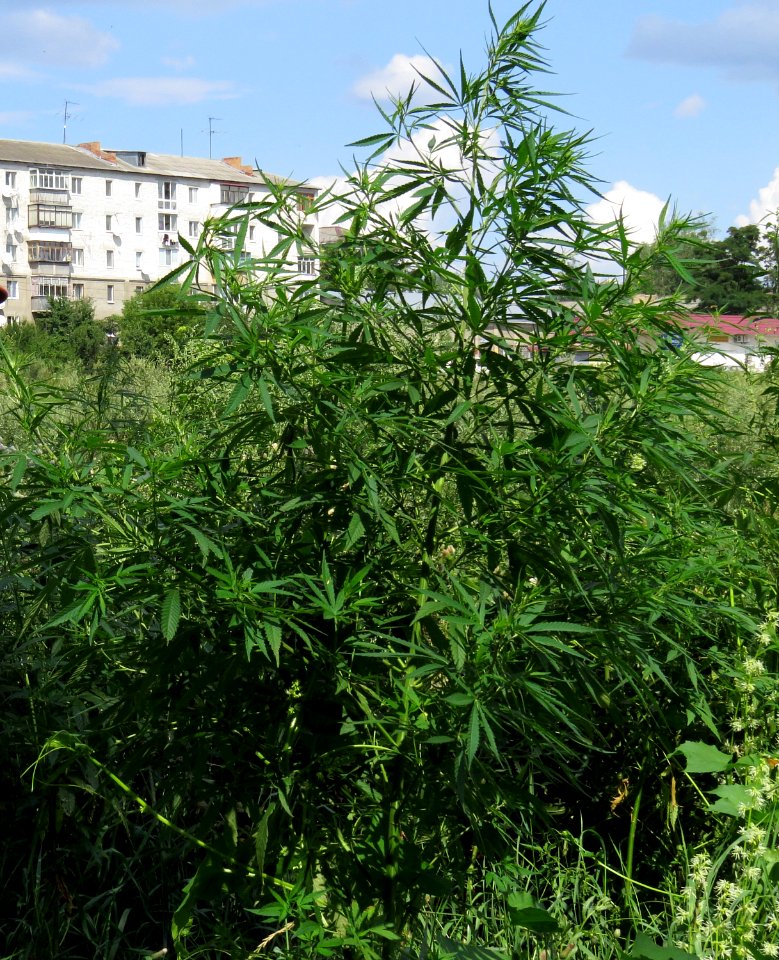 Cannabis sativa Hostomel
