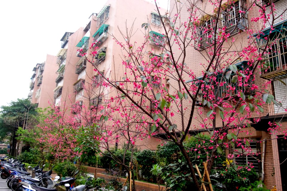 Cherry Blossom in Lane 74, Sanmin Road, Taipei 20150226a