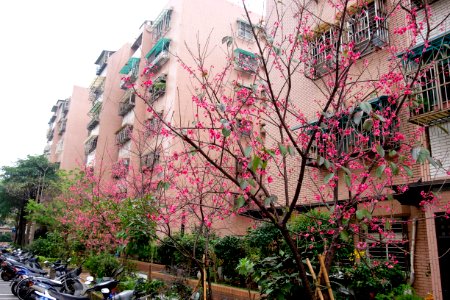 Cherry Blossom in Lane 74, Sanmin Road, Taipei 20150226a photo