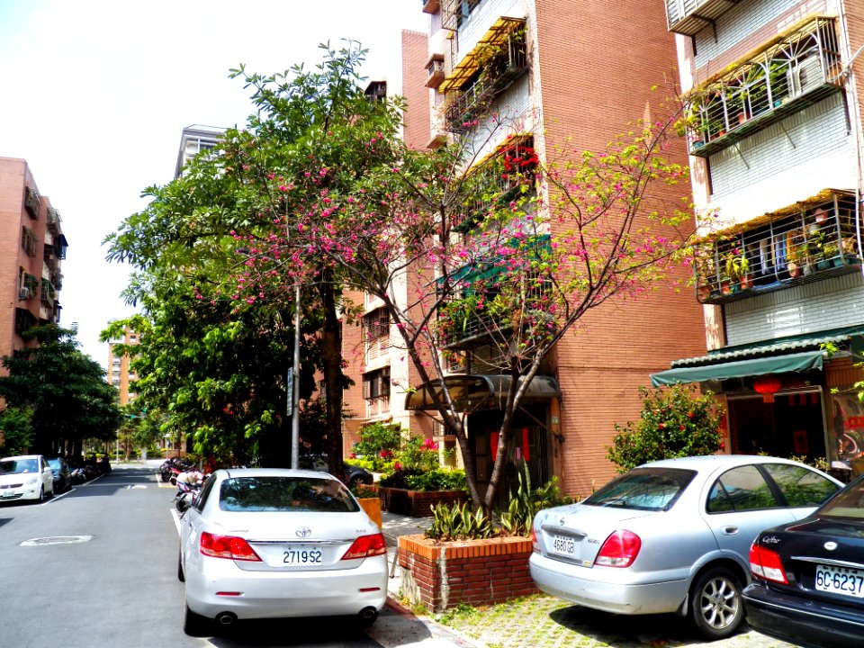 Cherry Blossom in Lane 74, Sanmin Road, Taipei 20130316