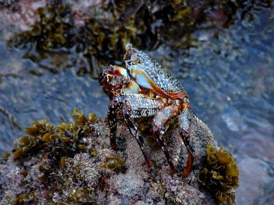 Cangrejo de especie ignota