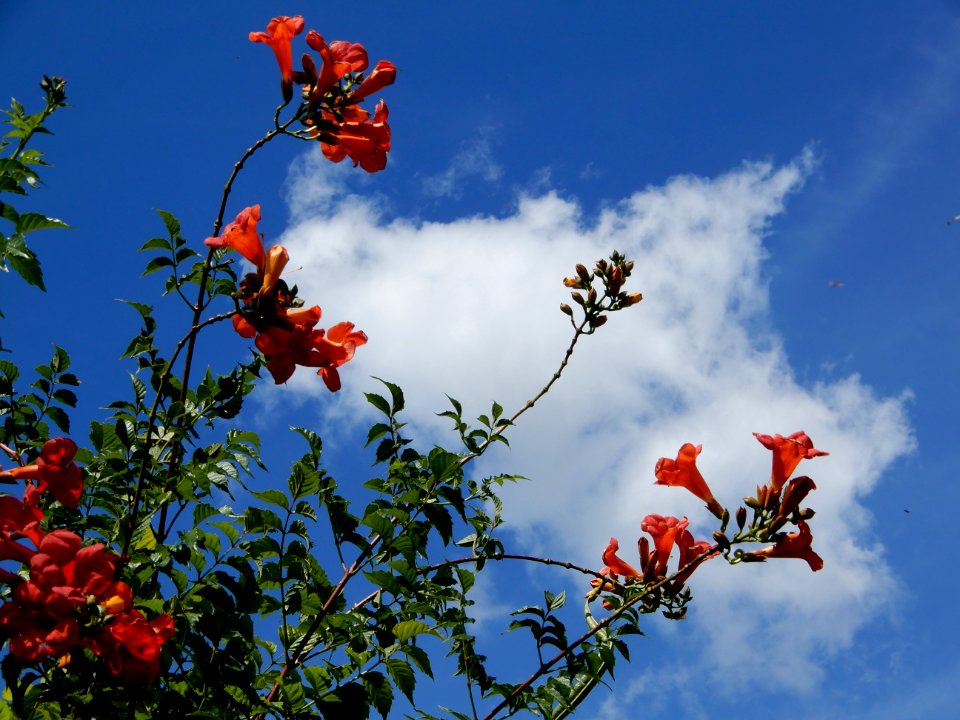 Campsis grandiflora, 3