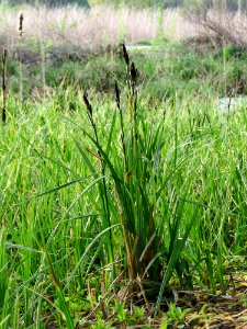 Carex acutiformis Kiev2
