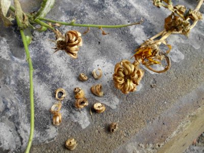Calendula (03)