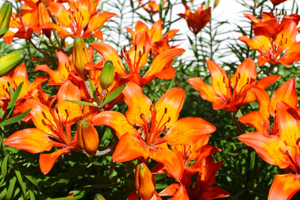 Summer flowers flower dacha