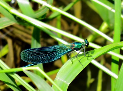 Calopteryx virgo Kiev