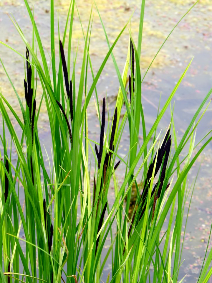 Carex Muromets2