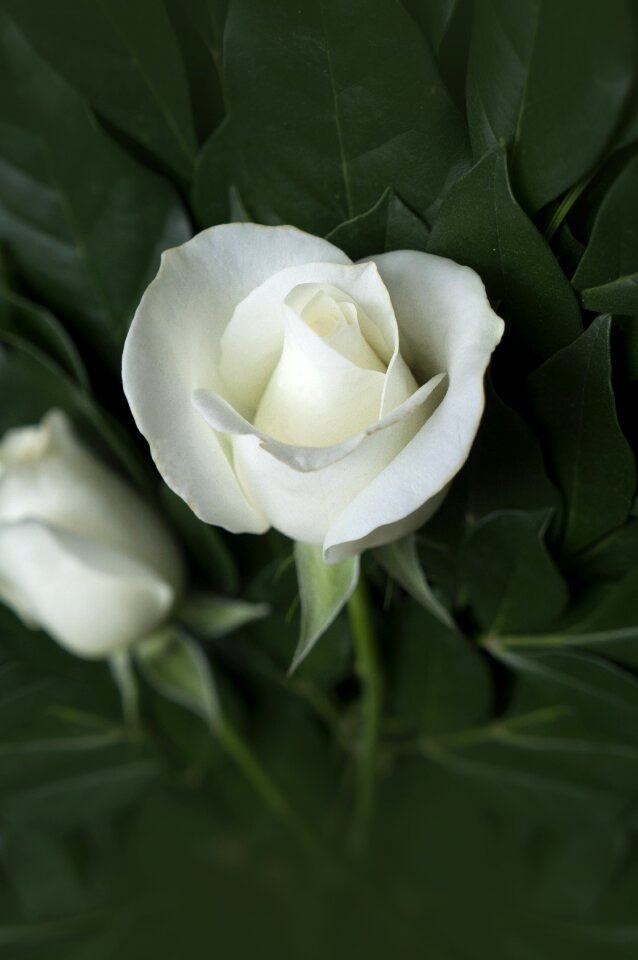 Pink white pristine rose